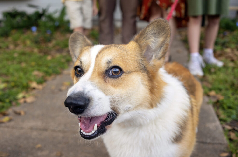 dog at family photo session