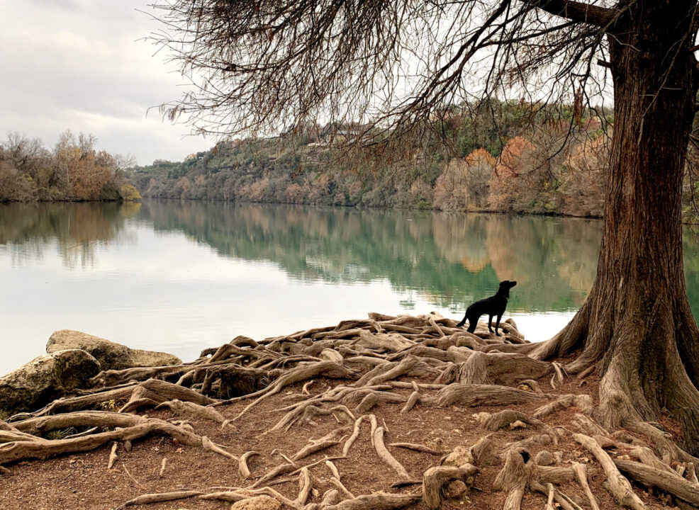 red bud isle dog photo